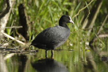 Coot (Fulica atra) in a pond