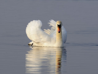 Mute Swan (Cygnus olor) on smooth water