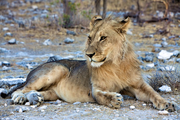 beautifull lion at etosha national park namibia