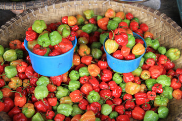 poivrons,choix de couleurs