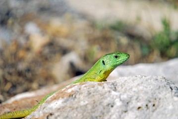 Balkan Green Lizard (Lacerta trilineata)