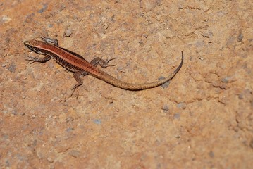 Madeira Wall Lizard (Teira dugesii)