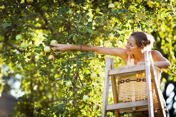 Young woman up on a ladder picking apples from an apple tree on