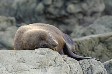 Fototapeta premium Fur Seal