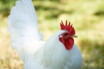Coq blanc