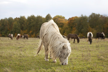 Small shaggy ponies