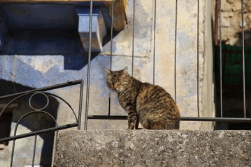 blinded cat on the balustrade