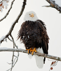 The shouting Bald eagle sits on a branch.