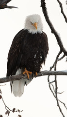 Bald eagle perched on branch