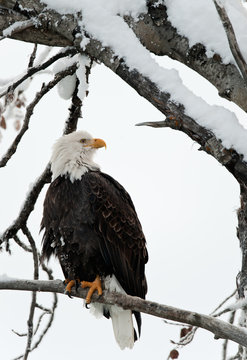 Bald eagle perched on branch