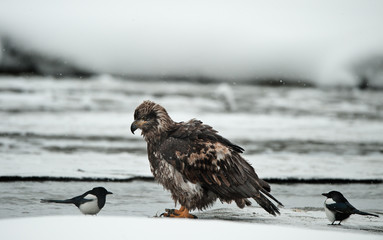 Bald Eagle and magpie