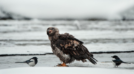 Young Bald eagle with magpie