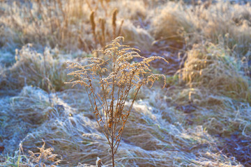 Fototapeta premium frozen plants in meadow with backlight in wintertime