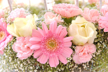 Daisy flowers