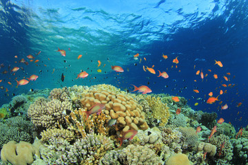 Naklejka na ściany i meble Coral Reef Scene z tropikalnych ryb