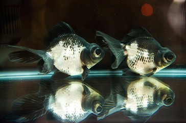 goldfish in fishbowl