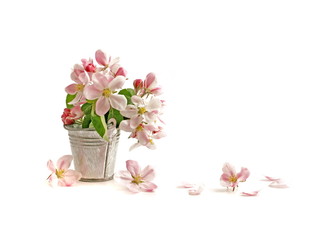 Beautiful Pink Flower Blossom