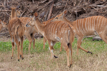 Fototapeta na wymiar Female of nyala antelope