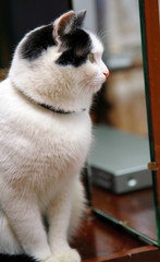Beautiful black white cat looking to mirrow