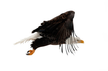 Bald Eagle  in flight  isolate  white  background.