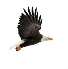 Bald Eagle  in flight over white  background.