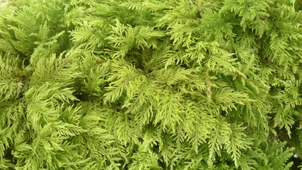 moos - Hylocomiaceae