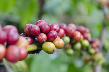Coffee Beans