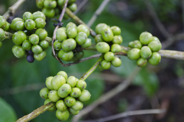 Coffee Beans