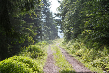 Fototapeta premium Schwarzwald 3909