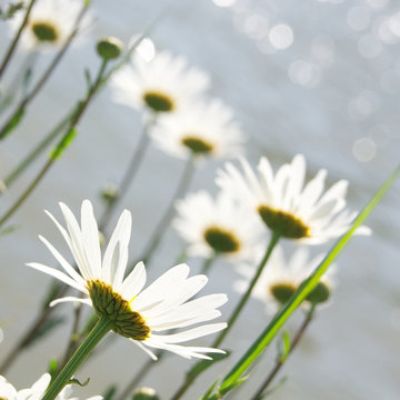 Margeriten, Leucanthemum vulgare, Leichtigkeit