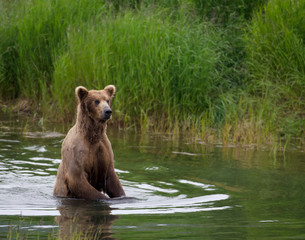 Obraz premium Alaskan Brown bear on hind legs