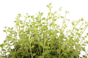 oregano plant
