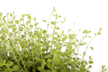 oregano plant