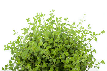 Obraz premium oregano plant