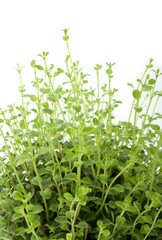 oregano plant