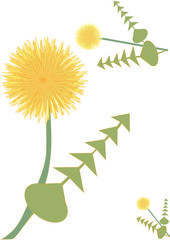 たんぽぽ　dandelion