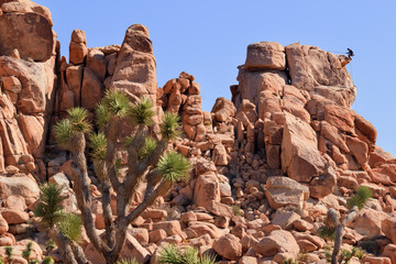 Rock Climb Yucca  Brevifolia Mojave Desert Joshua Tree National