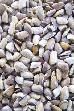 Frutti del mare , Telline