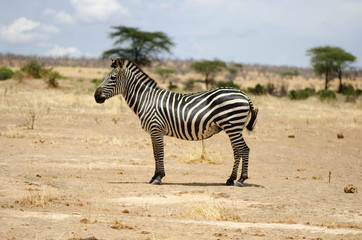Fototapeta na wymiar Zebra in the Ruaha National Park, Tanzania