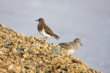 Rock Sandpiper and Black Turnstone