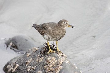 Rock Sandpiper (Calidris ptilocnemis)