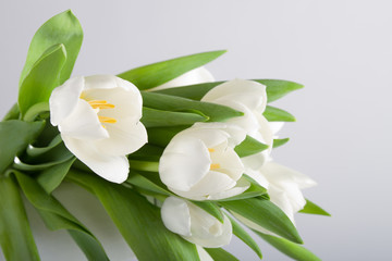 Obraz na płótnie Canvas Bouquet of white tulips