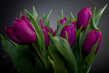 Purple tulips over black