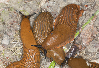 spanish slug, arion vulgaris feeding on earthworms