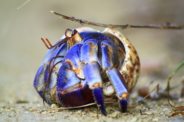 purple hermit crab