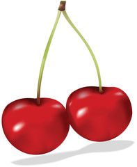 cherry in vector