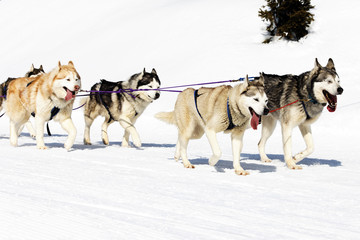 dogs walking on the snow