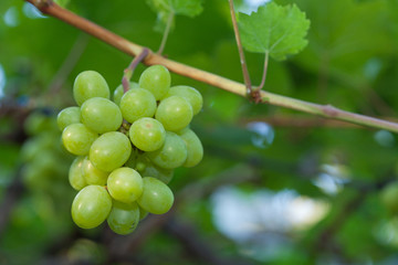 Closeup of fresh grape
