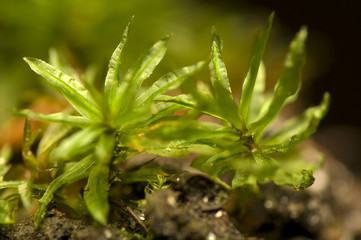 Moss - Atrichum undulatum