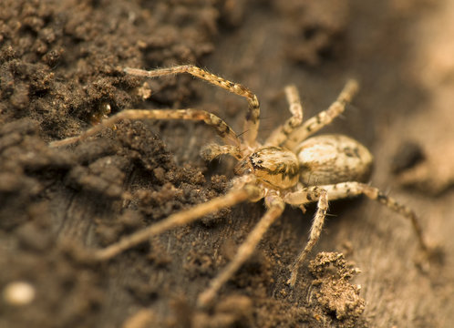 Amaurobiidae